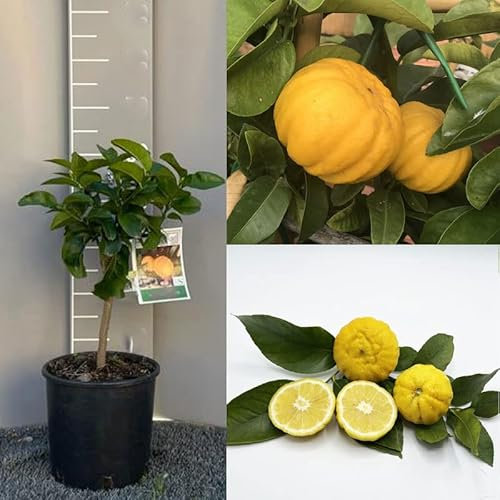 SAVINI VIVAI Zitronenpflanze, Zitrusbaum Lemon Mellarosa im 20 cm Topf, Höhe 70 cm, 2-3 Jahre Veredelung, hergestellt in Italien