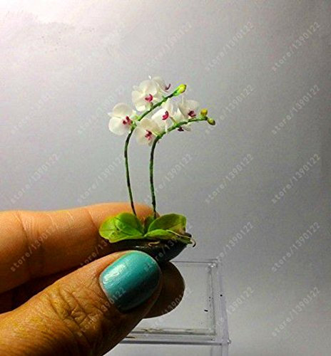 100 pc/Bag Rare Mini Orchid Orchid Phalaenopsis Indoor Miniature Seeds Flowers Garden Bonsai Orchid Home Garden vase 13: Only Seeds