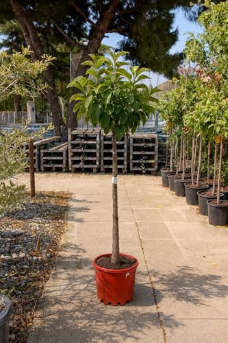 Manzano Golden Delicious - Malus domestica en maceta de 10 litros y altura de 140cm mínimo