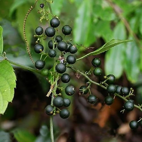 100 pcs jiaogulan samen bio kräuter hochbeet grünpflanzen kleine geschenke pflanzenkübel heilkräuter pflanztopf dachbegrünung bio saatgut exotische pflanzen winterhart deko wohnzimmer