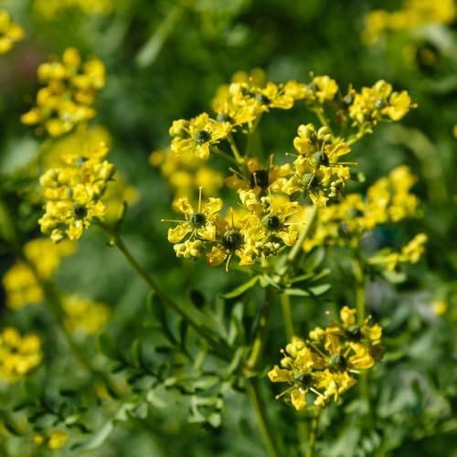 ruta aromatiche da giardino da ufficio Ruta graveolens giardino di aromatiche interno sul balcone serra balcone cucina coltivazione di appartamento che 200semi