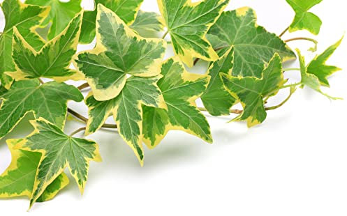 Variegated English Ivy Plants, 2 x Full Plants in 1 Litre Pots, Garden Ready and Ready to Plant, Premium Quality Garden Perennials
