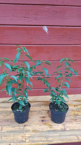 Portugiesische Lorbeerkirsche Prunus lusitanica Angustifolia T.B. 1,3 L 30-40 cm 50 Stück