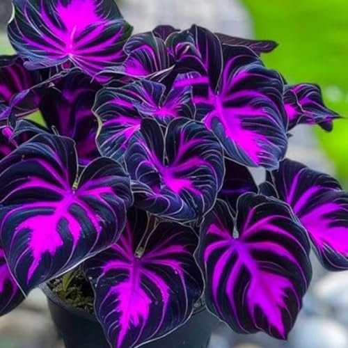 Hosta Bulbs,Hosta Tubers,UK，Plant Bulbs,Wedding Flowers,Hardy Perennial Garden-6 Bulbs-H