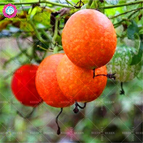 Shopmeeko 20 stücke bio Gemüse Hängende Melone Trichosanthes kirilowii Maxim Essbare Staude Kletterpflanze für Frühlingsbauernhof