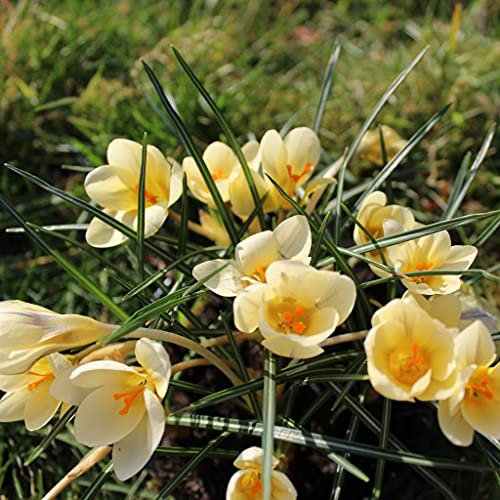 Blumenzwiebeln Krokuszwiebeln Crocus Botanische chrysanthus Cream Beauty (50 Zwiebeln)