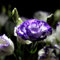 Luojuny Semillas de clavel, 100 Unids/bolsa Semillas de clavel Perenne Lleno de vitalidad Semillas de flores florecientes decorativas de crecimiento rápido para maceta Color mixto