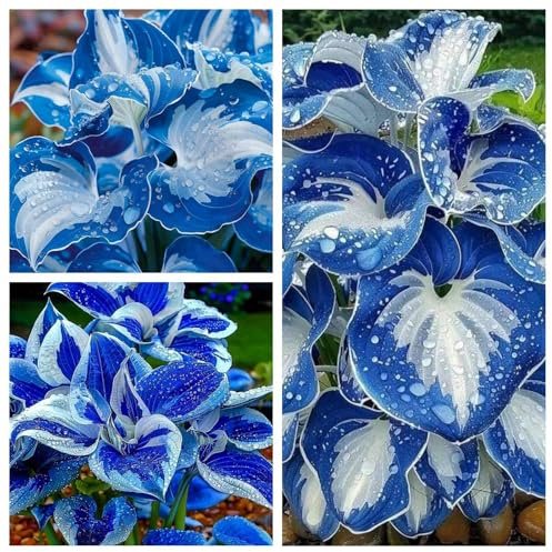Hosta Rhizomes, porte-greffes faciles d'entretien pour jardin et pot-6 hosta-B