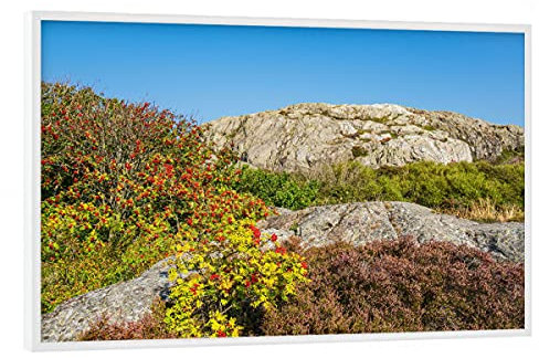 artboxONE Poster mit weißem Rahmen 90x60 cm Natur Heidekraut und Vogelbeeren - Bild schweden Busch felsen