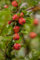 Cotoneaster x suecicus 'Coral Beauty' 80 cm Stammhöhe - Zwergmispel, weiße Blüten, rote Beeren, immergrün, ideal für Kübel, pflegeleicht und winterhart