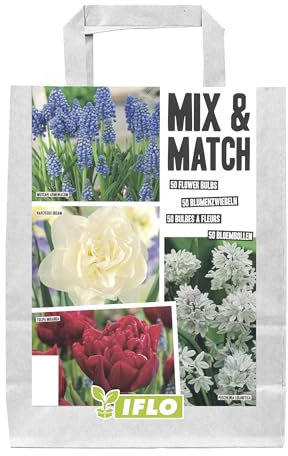 Blumenzwiebeln in Geschenkverpackung - Zwiebeln, Knollen verschiedener winterharter Pflanzen für Garten und Balkon - bunt, mehrjährig, für Topf und Beet (Mix & Match Blau-Rot 50St.)