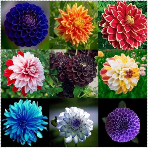 Dahlien knollen zwiebeln,ausgezeichnete verzierung,Anmut,dekorative,winterharte pflanzen,dahlienknollen kaufen,blumenzwiebeln mehrjährig winterhart,dahlien zwiebeln mix.-10 zwiebeln-F