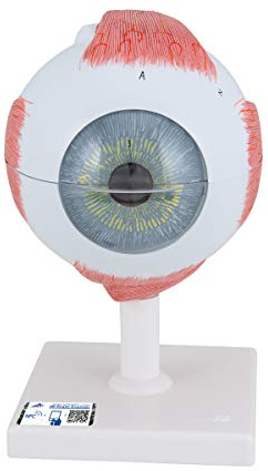 3B Scientific Auge, 5-fache Größe, 6-teilig + kostenlose Anatomie-Software - 3B Smart Anatomy (evtl. nicht in deutscher Sprache) F10
