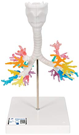 3B Scientific® CT-Bronchialbaum-Modell – Humananatomie-Lungenmodell mit Kehlkopf, Segmentbronchien & Stativ + Smart Anatomy App (5 Jahre Garantie)