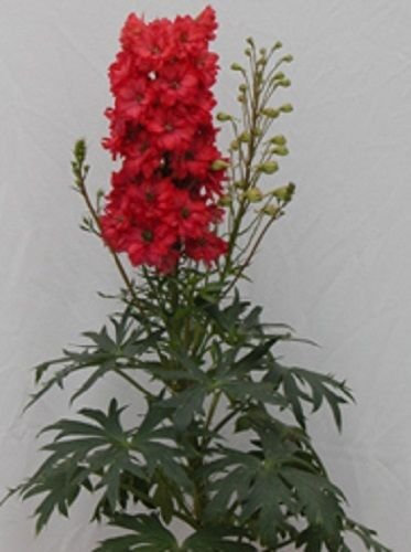 SEMILLAS gigante roja DELPHINIUM flor/PERENNIAL