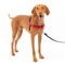 Easy Walk Harness Red Medium by