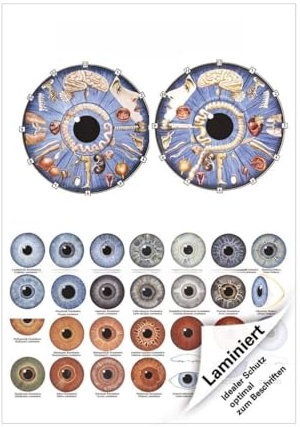 Sport-Tec Irisdiagnose Mini-Poster Anatomie 34x24 cm medizinische Lehrmittel