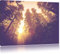 Blick in die Baumwipfel, Format: 60x40 auf Leinwand, XXL riesige Bilder fertig gerahmt mit Keilrahmen, Kunstdruck auf Wandbild mit Rahmen, günstiger als Gemälde oder Ölbild, kein Poster oder Plakat