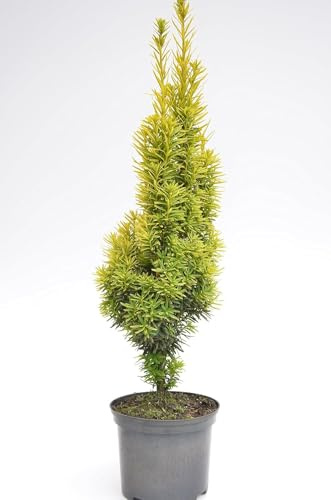 gelbe Säuleneibe Taxus baccata Fastigiata Aureomarginata 30-40 cm hoch 3 L | Immergrün, winterhart & pflegeleicht – säulenförmiger Wuchs mit gelbem Laub, ideal als Solitär & Sichtschutz