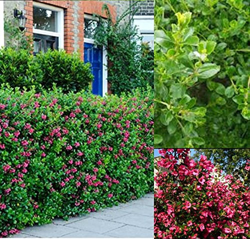 6X Escallonia Hedge Plants, Evergreen Bushy, Pale Pink Flowers. 9cm Strong shrubs