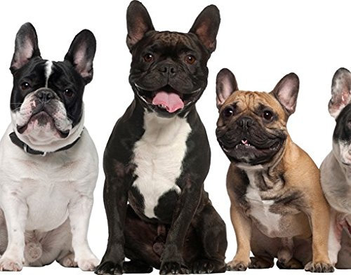Apalis Wandtattoo No.644 Familientreffen Hunde Doggen Tiere Mops Bulldoggen