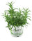 Rosmarin im 12 cm Topf - Rosmarinus officinalis