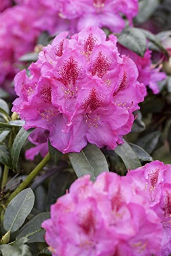 Rhododendron Hybr.'Constanze' C 7,5 40-50 Rhododendron-Hybride 'Constanze',winterhart, deutsche Baumschulqualität, im Topf für optimales anwachsen