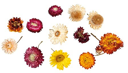 Rayher Strohblumen, bunt sortiert, Beutel 10 g, Blütenköpfe getrocknet, getrocknete Blumen, Trockenblumen, Tischdekoration, 85487000