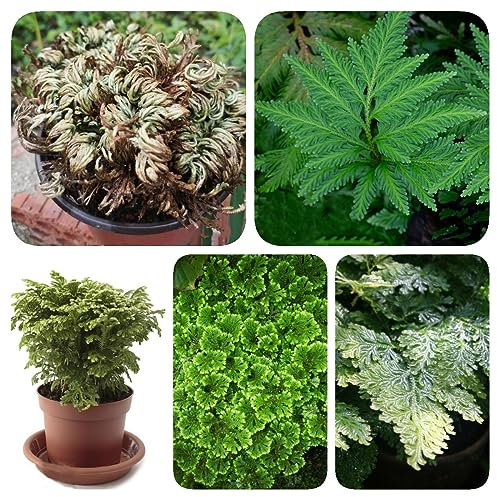 4 Pcs Rose Von Jericho Zwiebeln, Blumenzwiebeln Frühblüher, Echte Pflanzen Für Drinnen (Selaginella Tamariscina) Pflanzen Für Sonnige Plätze, Seltene Pflanzen Gartenpflanzen Winterhart