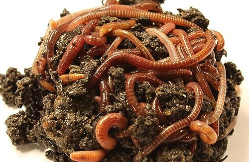 Generisch Komposter, 50 Stk. Wurmfarm, Wurmzucht, Eisenia Fetida, braun, Kunststoff