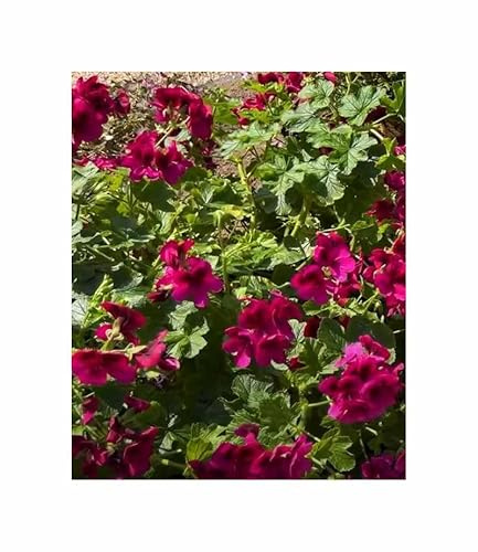 Stk - 10x Geranien Multibloom F1 Violett Garten Pflanzen - Samen F-S519 - Seeds & Plants Shop by Ipsa