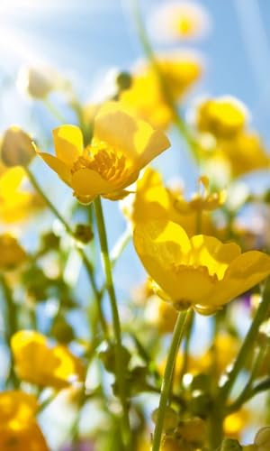 Vlies Fototapete GELBE BLUMEN 150 x 250 cm | Vliestapete - Wandtapete inklusive Kleister | PREMIUM VLIES QUALITÄT