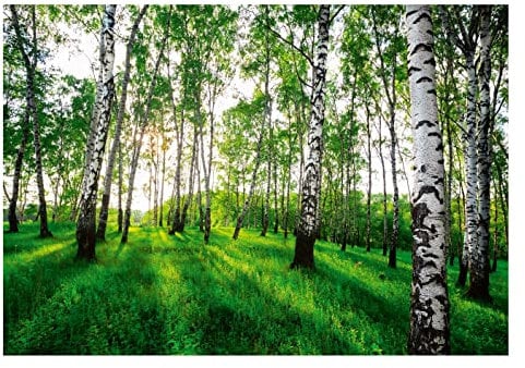 Carta Da Parati Fotografica Foresta Betulle Verde Bosco - Include Colla - Moderna Carta per Pareti Soggiorno Camera Da Letto Sala Fotomurali In Tessuto Non Tessuto TNT (416x254-4 Strisce)