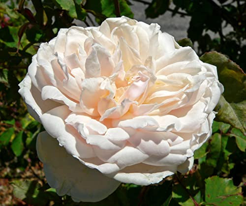 Rose Bare Root Climbing 'Madame Alfred Carriere' Pearly White Roses