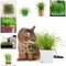 300 pcs katzengras samen - wintergemüse samen pflanzen garten gardening Wheatgrass bonsai topf seeds büropflanzen gemüsesaat zimmerpflanze winterfeste pflanzen für kübel pflanze winterharte