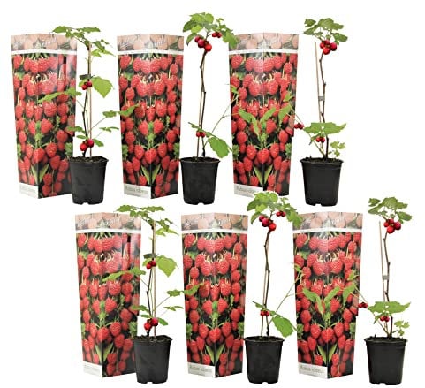 Plant in a Box - Rubus ideaus 'Autumn Bliss' - Lampone - Piante da frutto - resistenti - Set di 6 - Vaso 9cm - Altezza 25-40cm