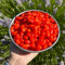 20 pcs Goji Beeren Baum Samen - obstbaum plant saatgut geschenk Lycium chinense, frisches obst balkonpflanzen winterhart obst samen, gartendeko für draußen, heilkräuter frisches obst