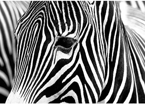 Runa Art Papier peint intissé Mural Zebra Afrique Moderne Toison Salon Chambre à Coucherr Salle - Tableaux Muraux Tapisserie Photo - Noir et blanc 9034010c