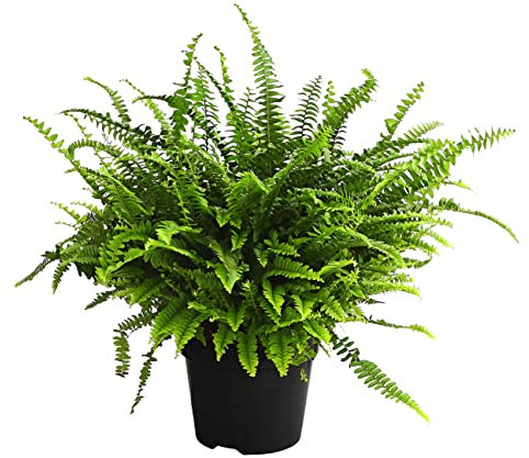 Dehner Schwertfarn Green Lady, stark gefiedert, ca. 50-55 cm, Topf Ø 17 cm, Zimmerpflanze