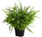 Dehner Schwertfarn Green Lady, stark gefiedert, ca. 50-55 cm, Topf Ø 17 cm, Zimmerpflanze