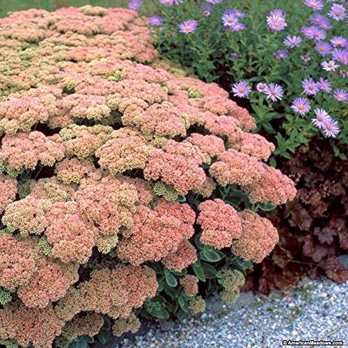Sedum Autumn Joy perenni Piante - Cubierta del suelo Molla di Trasporto