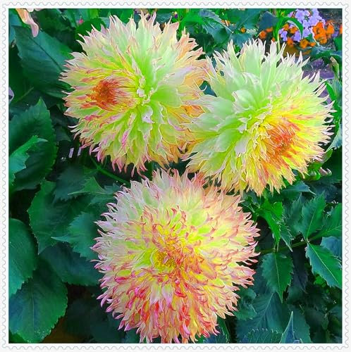 Dahlienzwiebeln, Dahlien Knollen,Winterhart,Winterhart MehrjäHrig, Stauden,Gartenpflanzen,Blumenzwiebeln,GroßE Blumen,Dahlien Knollen Winterhart-2zwiebeln-A