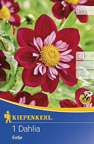 Halskrausen Dahlie Eefje, bezaubert mit ihrer leuchtend roten Farbe, Grünlaubig, geeignet für Hausgarten und zum Schnitt
