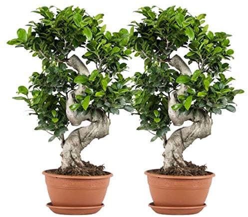 Bloomique - 2er Set - Ficus Ginseng - S-Shape - Bonsai Baum - Zimmerpflanzen - Pflegeleicht - Luftreinigend - Höhe 30-40 cm - Topf 17 cm
