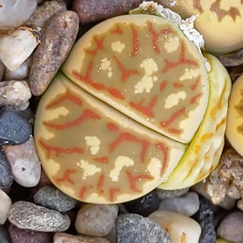Lithops dorotheae - Sunnyplants, Seltene Lithops, Lithops Pflanzen, lebende Stein Sukkulenten, lebende Steinpflanzen, Lebende Steine, Lithops