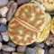 Lithops dorotheae - Sunnyplants, Seltene Lithops, Lithops Pflanzen, lebende Stein Sukkulenten, lebende Steinpflanzen, Lebende Steine, Lithops