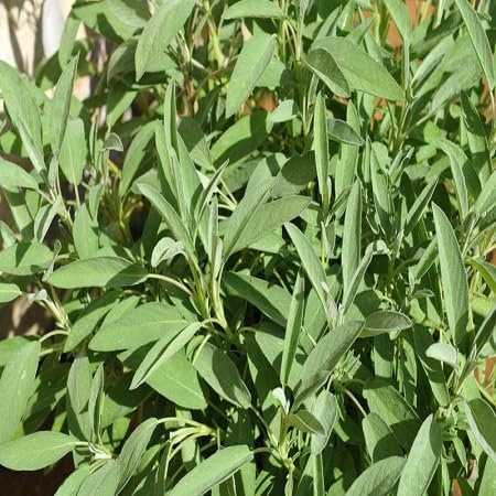 50 graines de sauge verte