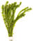 Lincolnshire Pond Plants Ltd - 20 Stems x Oxygenating Weed Live Pond Plant ELODEA DENSA - Also Aquarium Aquatic Plants (Weighted)