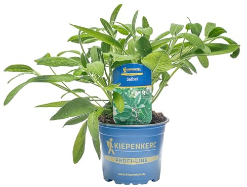 Kiepenkerl Silbersalbei Pflanze Salvia officinalis Tee Gewürz silbriges Laub 12cm Topf