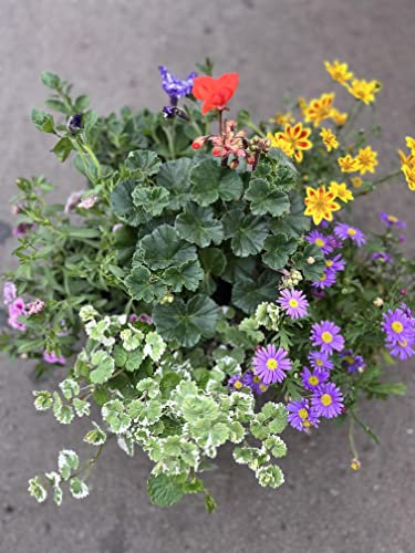 Hanging Basket Mix of 6 Plants